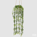 Edg - Pianta eucalipto rampicante da appendere | rohome