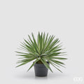 Edg - Pianta artificiale agave con vaso H. 45cm | Rohome