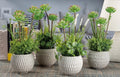 Pianta grassa con vaso grigio H 35 cm | Rohome