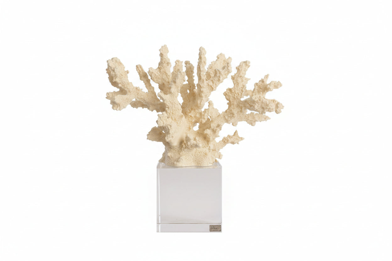 Corallo decorativo grande colore avorio con base in vetro | Rohome