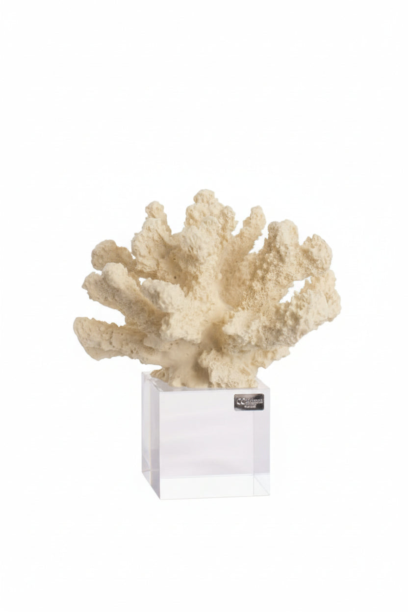 Corallo decorativo piccolo colore avorio con base in vetro | Rohome