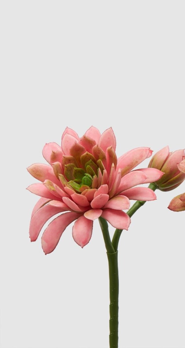 Edg - ramo echeveria olis rosa h 18cm | rohome