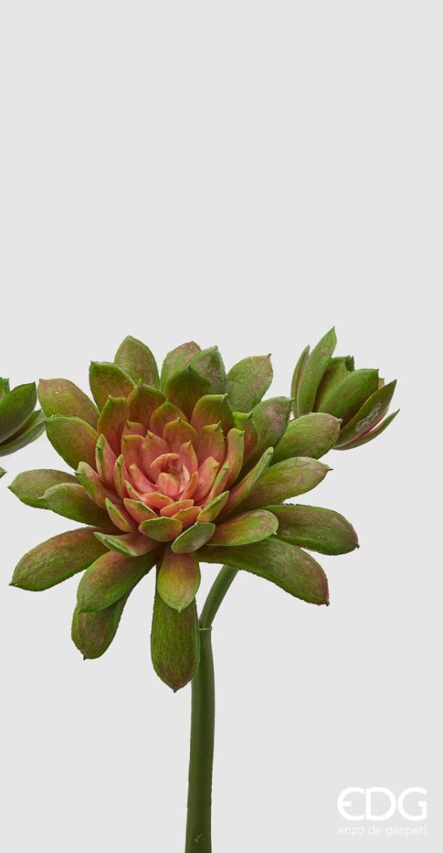 Edg - ramo echeveria olis verde h 18cm | rohome
