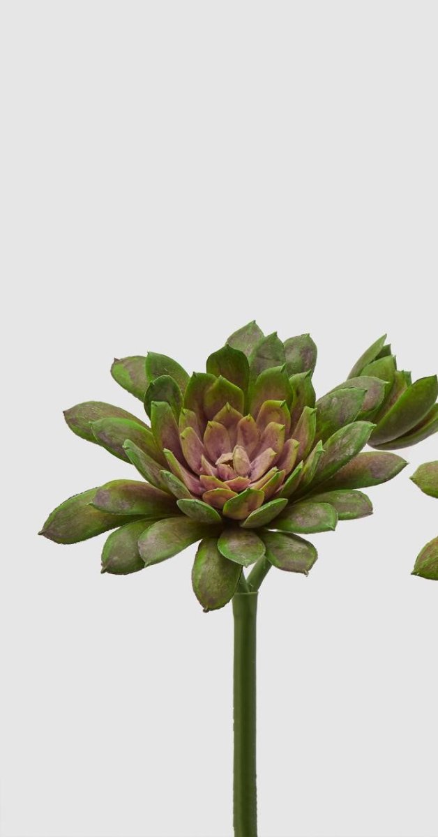 Edg - ramo echeveria olis verde h 18cm | rohome