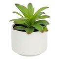 Pianta grassa con vaso bianco H 13 cm | Rohome