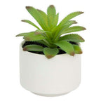 Pianta grassa con vaso bianco H 13 cm | Rohome