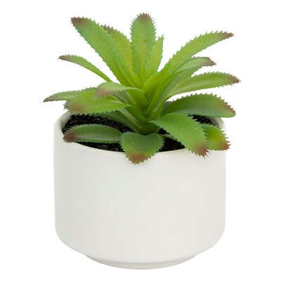 Pianta grassa con vaso bianco H 13 cm | Rohome
