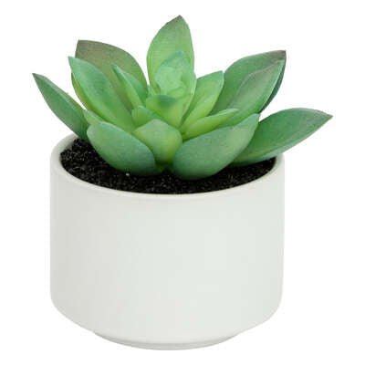 Pianta grassa con vaso bianco H 13 cm | Rohome