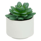 Pianta grassa con vaso bianco H 13 cm | Rohome