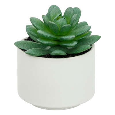 Pianta grassa con vaso bianco H 13 cm | Rohome