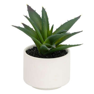 Pianta grassa con vaso bianco H 13 cm | Rohome