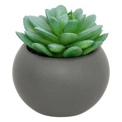 Pianta grassa con vaso grigio H 13 cm | Rohome | Rohome
