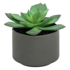 Pianta grassa con vaso grigio H 13 cm | Rohome