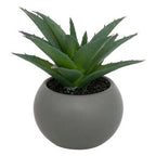Pianta grassa con vaso grigio H 13 cm | Rohome | Rohome