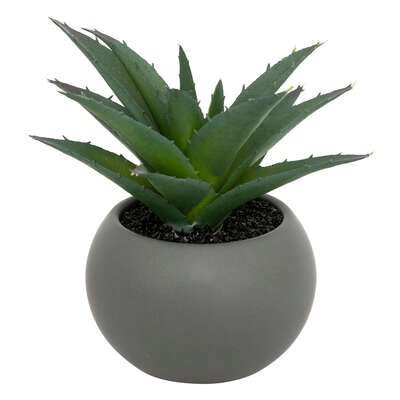 Pianta grassa con vaso grigio H 13 cm | Rohome | Rohome