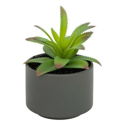 Pianta grassa con vaso grigio H 13 cm | Rohome | Rohome
