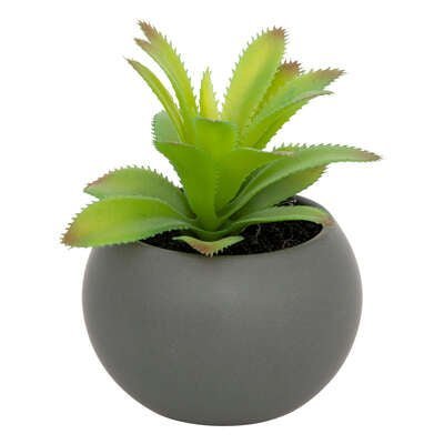 Pianta grassa con vaso grigio H 13 cm | Rohome | Rohome