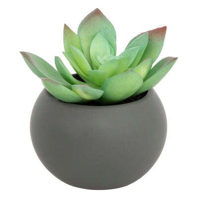 Pianta grassa con vaso grigio H 13 cm | Rohome | Rohome