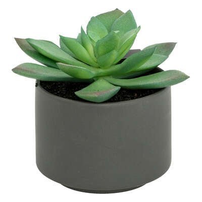 Pianta grassa con vaso grigio H 13 cm | Rohome | Rohome