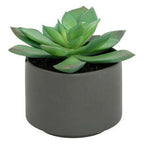 Pianta grassa con vaso grigio H 13 cm | Rohome | Rohome