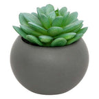 Pianta grassa con vaso grigio H 13 cm | Rohome
