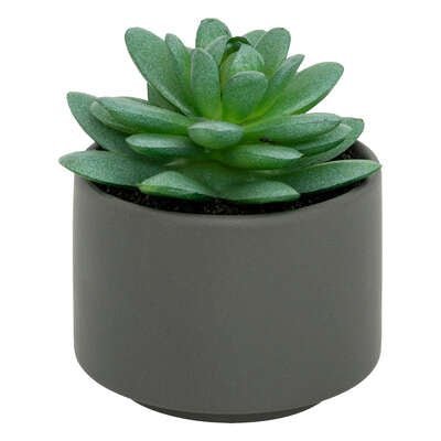 Pianta grassa con vaso grigio H 13 cm | Rohome | Rohome