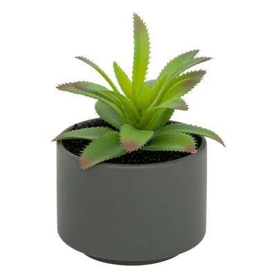 Pianta grassa con vaso grigio H 13 cm | Rohome