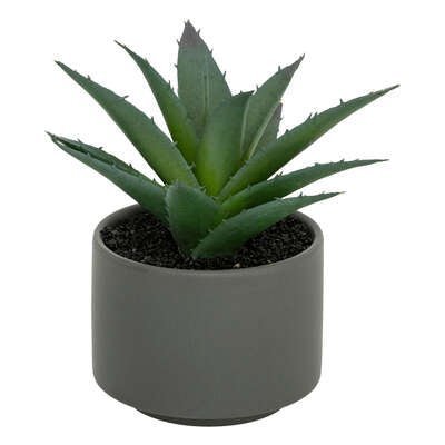 Pianta grassa con vaso grigio H 13 cm | Rohome | Rohome