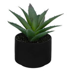 Pianta grassa con vaso nero H 13 cm | Rohome - Rohome