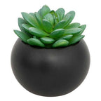 Pianta grassa con vaso nero H 13 cm | Rohome - Rohome