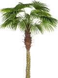 Albero di palma | rohome | Rohome
