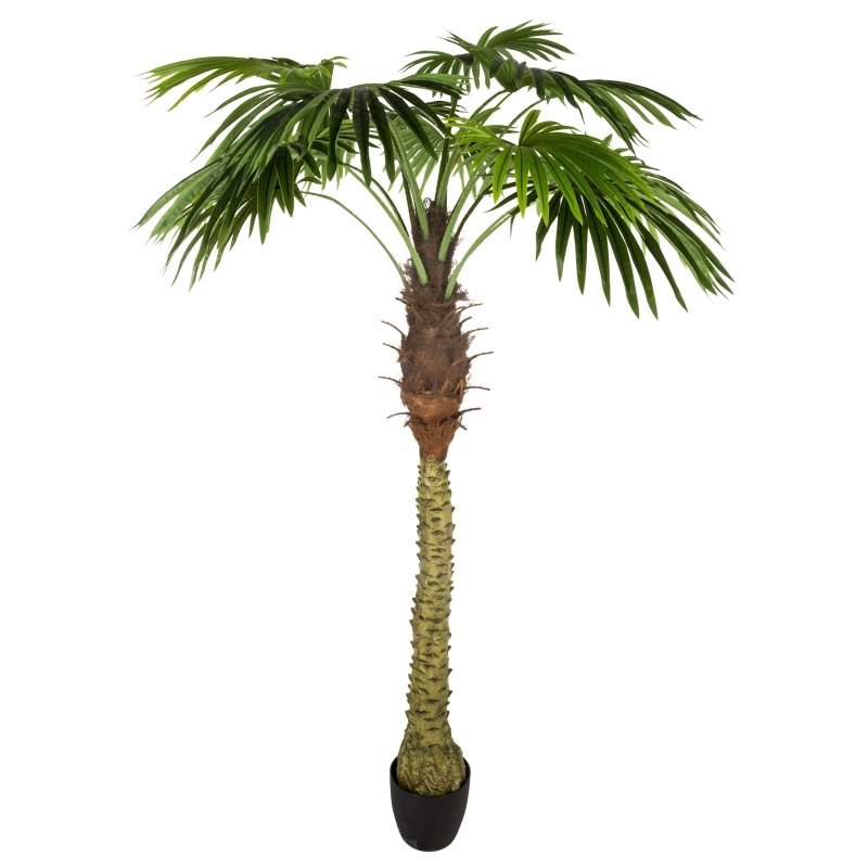 Albero di palma | rohome - Rohome