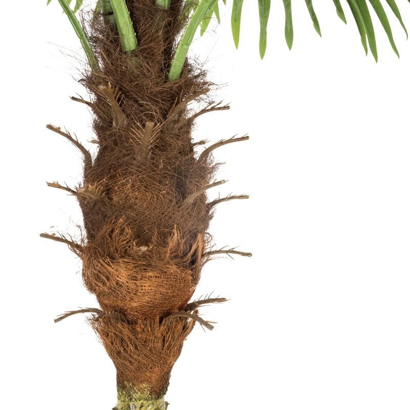 Albero di palma | rohome - Rohome