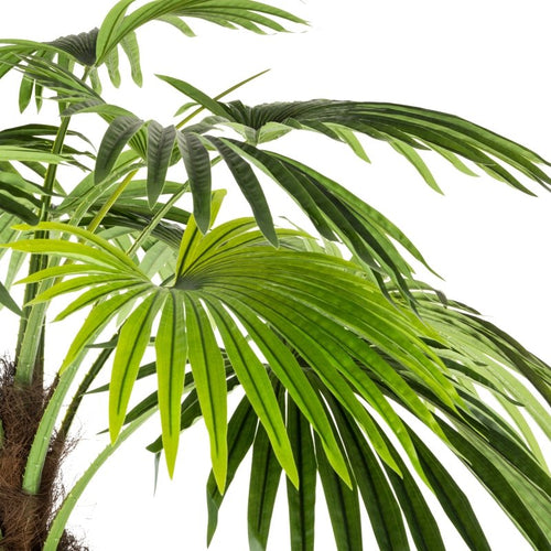 Albero di palma | rohome | Rohome