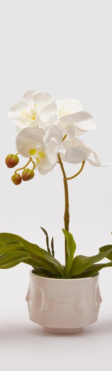 Edg - pianta orchidea h40 | rohome - Rohome