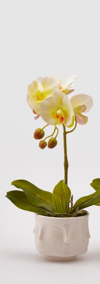 Edg - pianta orchidea h40 | rohome - Rohome