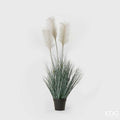 Edg - pianta pampas crema | rohome | Rohome