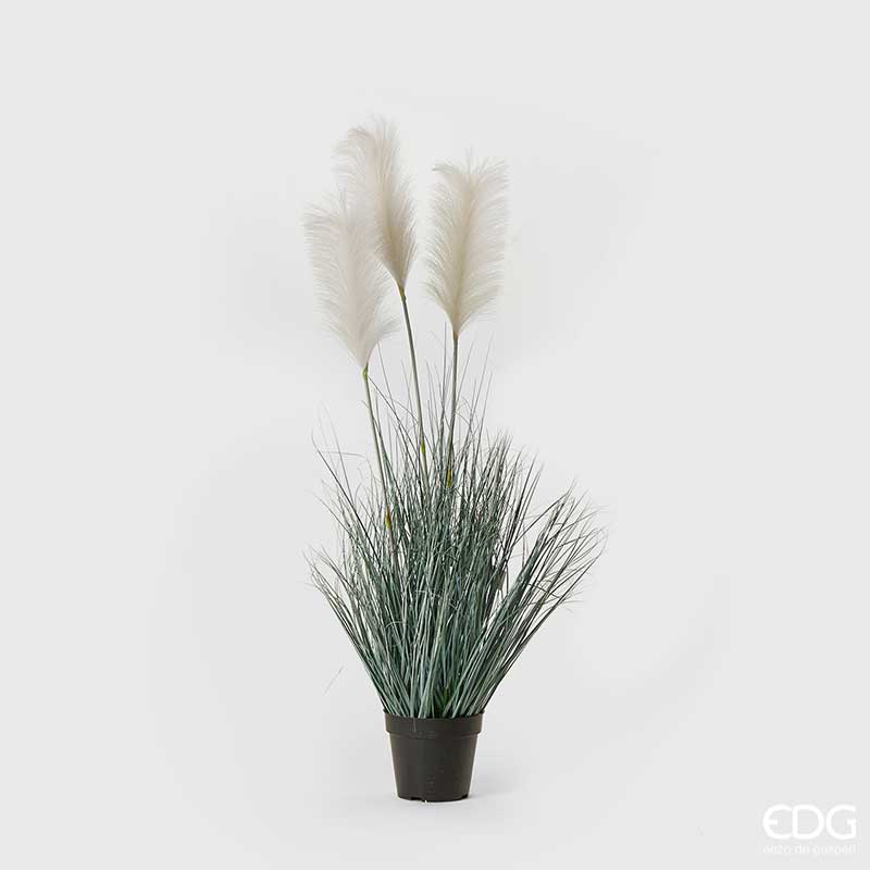 Edg - pianta pampas crema | rohome - Rohome