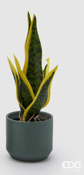 Edg - pianta sanseveria | rohome | Rohome