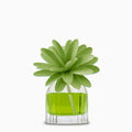 Muha' - diffusore ambiente 60ml mosto supremo | rohome | Rohome