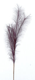 Pampas bordeaux | rohome | Rohome