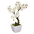 Piantina con vaso ciliegio | rohome | Rohome